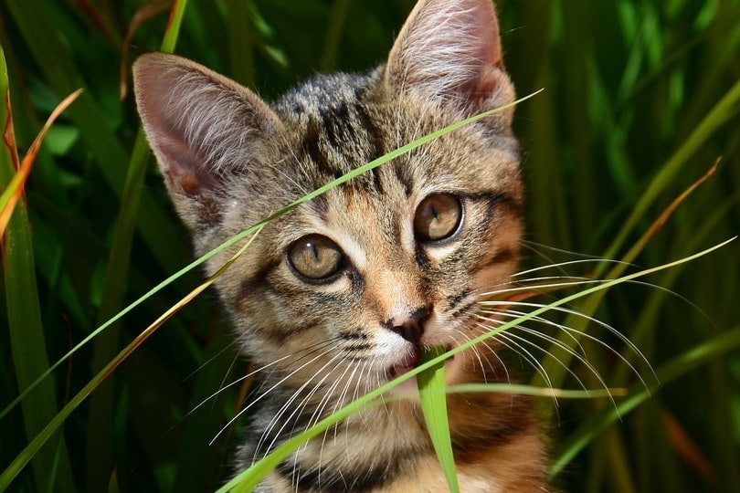 Kitten eating grass